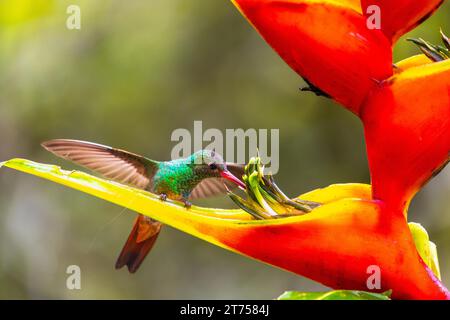 Amazone à queue brune (Amazilia tzacatl), nectar à boire, colibris (Trochilidae), oiseaux nageurs (Apodiformes), Heliconia Wagner (Heliconia wagneriana) Banque D'Images