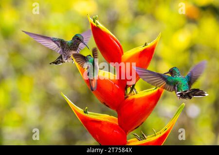 Brown-tailed Hummingbird (Trochilidae) (Amazilia tzacatl), White-naped Hummingbird (Florisugra mellivora), female, Hummingbird, Swiftbirds Stock Photo