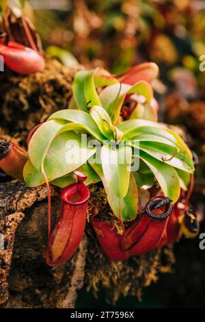 Pichet tropical carnivore (nepenthes) Banque D'Images