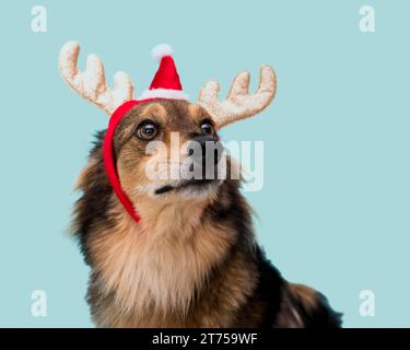 Vue de face chien mignon avec concept de noël Banque D'Images