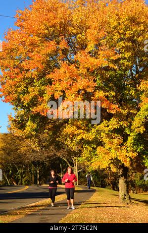 Deux femmes font du jogging entourées de feuilles d'automne brillantes et de feuillage d'automne Banque D'Images