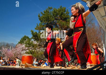 Un groupe japonais Taiko Drum and Dance se prépare sur scène lors d'un festival de sakura en fleurs de cerisier Banque D'Images