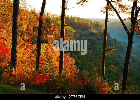 Le feuillage automnal transforme les différents arbres de la Red River gorge du Kentucky en couleurs éclatantes Banque D'Images