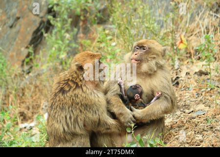 (231113) -- CHIFFA (ALGÉRIE), 13 novembre 2023 (Xinhua) -- des singes ont été vus près du restaurant Monkey Creek à Chiffa, Algérie, le 14 mai 2023. Niché à 60 km au sud de la capitale algérienne Alger, le célèbre restaurant Monkey Creek dans les gorges de Chiffa possède une longue histoire d'un siècle et plus encore. Un mur de photos à l'intérieur présente des personnalités célèbres, dont Napoléon III, le prince Philippe et d'anciens dirigeants algériens qui ont visité le site. Cependant, la pièce maîtresse est un signe chinois qui se lit « Huan Ying Guang Lin' (bienvenue). (CSCEC Algérie/document via Xinhua) POUR ALLER AVEC la fonctionnalité : ajustements des constructeurs chinois Banque D'Images