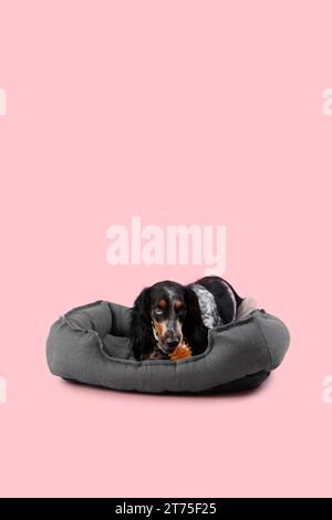 Mignon chien Cocker Spaniel avec jouet allongé sur le lit d'animal de compagnie sur fond rose Banque D'Images