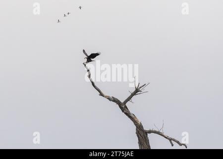 Un aigle chauve atterrissant au sommet d'un arbre stérile, des ailes et des talons tendus pour saisir une branche, un jour couvert en hiver. Banque D'Images