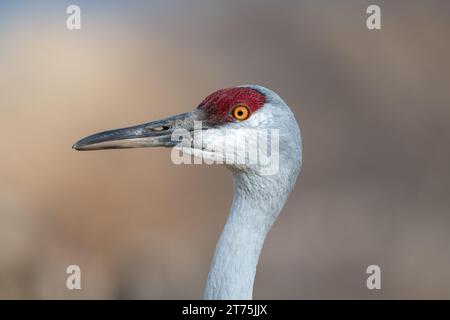 Portrait rapproché d'une grue de Sandhill solitaire debout dans le profil et regardant à gauche de l'image avec des yeux jaunes frappants, avec un flou Banque D'Images