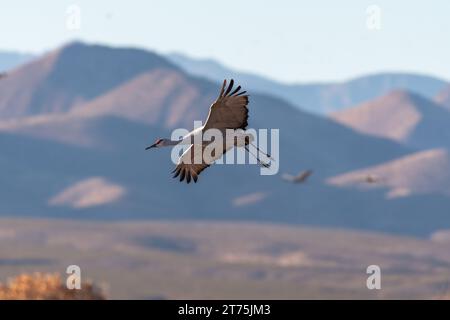 Une grue Sandhill glisse avec des ailes entièrement déployées un après-midi ensoleillé pendant la migration hivernale à Bosque Del Apache National Wildlife refuge, au N. Banque D'Images