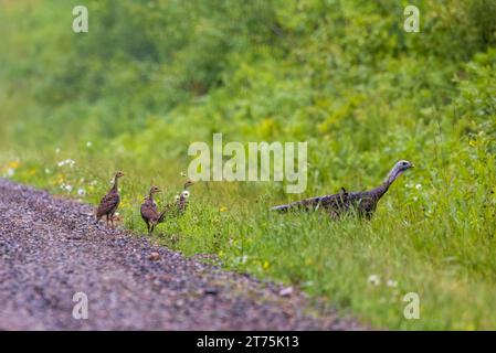 Poules et volailles dans le nord du Wisconsin. Banque D'Images