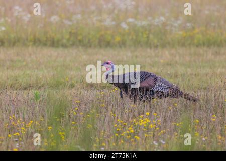 Tom la Turquie dans le nord du Wisconsin. Banque D'Images