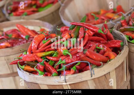 Paniers de boisseaux remplis de piments rouges mûrs et fraîchement cueillis exposés sur un marché fermier. Banque D'Images