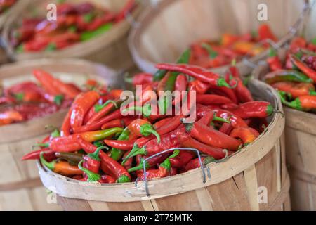 Paniers de boisseaux remplis de piments rouges mûrs et fraîchement cueillis exposés sur un marché fermier. Banque D'Images