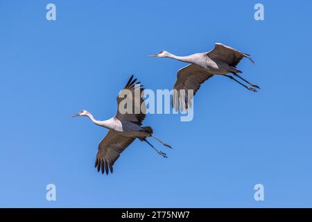 Un gros plan de deux grues Sandhill en vol avec ciel bleu Banque D'Images