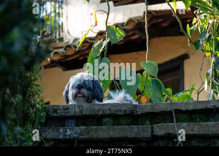 Shih Tzu déshabillé, couché sur les escaliers extérieurs d'une maison au milieu de la végétation Banque D'Images