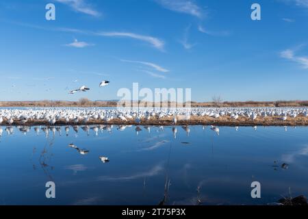 Un troupeau d'Oies des neiges niche le long de la rive d'un lac en hiver, ciel bleu, reflet, comme ci-dessus si en dessous. Banque D'Images