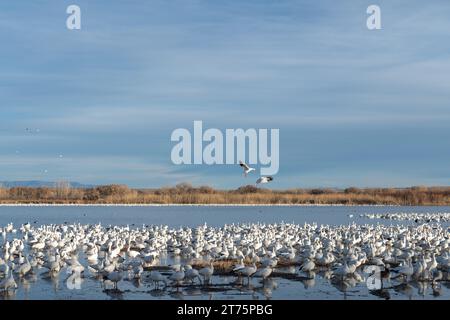 Un troupeau d'Oies des neiges perché sur les rives d'un lac au Nouveau-Mexique pendant leur migration hivernale. Banque D'Images