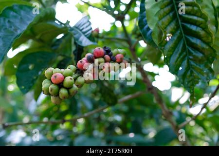 Les grains de café accrochés à une branche dans la plantation et les cerises de café sont presque prêts à entrer dans la saison de récolte Banque D'Images