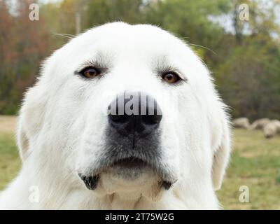 Gros plan extrême d'un chien blanc moelleux des Grands Pyrénées regardant directement la caméra. Photographié avec une faible profondeur de champ. Banque D'Images