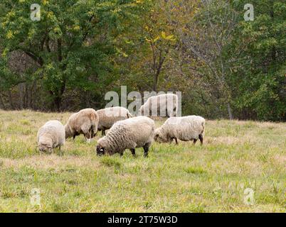 Petit troupeau de moutons paissant dans un pâturage herbeux dans le Missouri. Banque D'Images