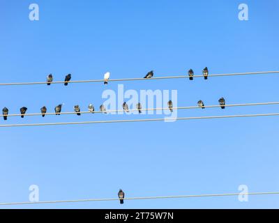 Oiseaux reposant sur des fils hauts Banque D'Images