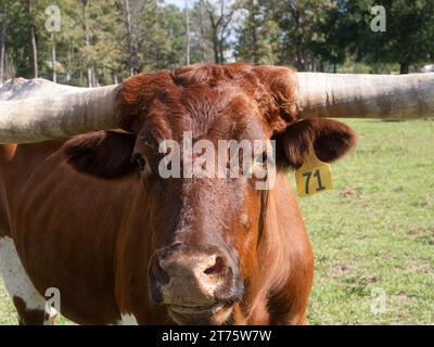 Gros plan du visage et d'une partie des cornes d'une vache Texas Longhorn regardant la caméra et photographiée avec une faible profondeur de champ dans le soleil Banque D'Images