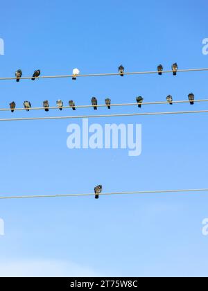 Oiseaux reposant sur des fils hauts Banque D'Images