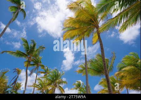 Ciel bleu, nuages et palmiers, Bavaro Beach, Punta Cana, République Dominicaine Banque D'Images