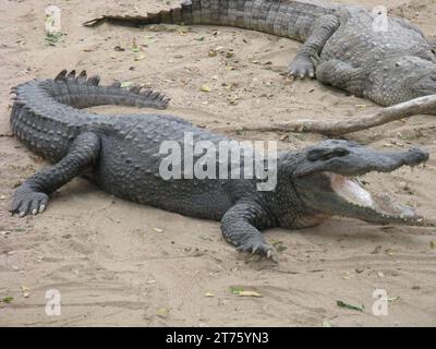 Gros crocodiles adultes avec ses dents visibles couchées sur un sable Banque D'Images