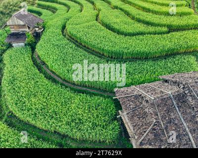 Paysage de terrasses de riz vert au milieu de l'agriculture de montagne. Destinations touristiques dans Chiangmai, Thaïlande. Rizières en terrasses. Agriculture traditionnelle. Banque D'Images