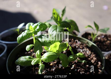 Plante de basilic en pot. Plantes aux herbes de basilic en pot poussant dans un pot en plastique recyclé vers la lumière. Banque D'Images