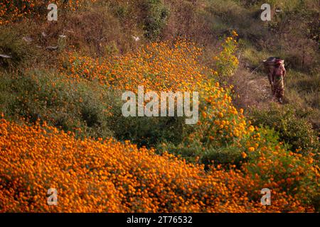 Fleurs de Marigold pour le festival de Tihar Banque D'Images