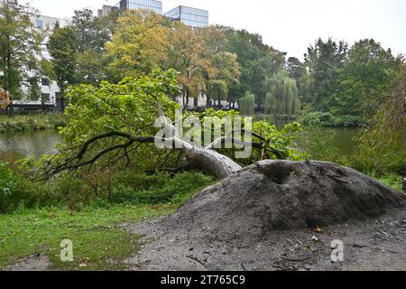 Un arbre tombé mais toujours vivant à l’intérieur du Parc Leopold (Parc Léopold) – Bruxelles Belgique – 25 octobre 2023 Banque D'Images