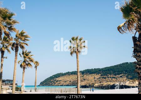 Hamdeok Beach avec palmier et pic Seoubong sur l'île de Jeju, Corée Banque D'Images