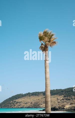 Hamdeok Beach avec palmier et pic Seoubong sur l'île de Jeju, Corée Banque D'Images