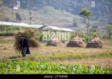 Agriculteur népalais transportant du foin après la récolte de la plante de riz. Banque D'Images