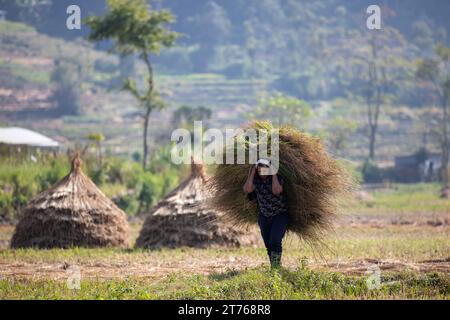 Agriculteur népalais transportant du foin après la récolte de la plante de riz. Banque D'Images