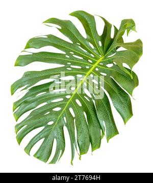 Monstera deliciosa plante seule feuille verte sur fond blanc isolé Banque D'Images