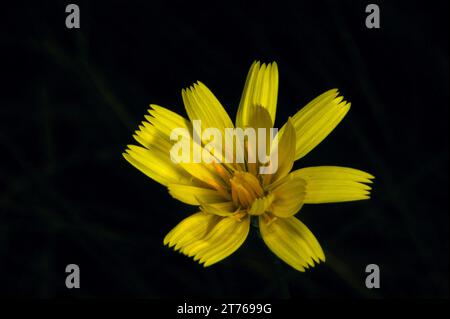 Une fleur de pâquerette de Yam (Microseris lanceolata) en pleine floraison. Le nom vient de leur racine tubéreuse, qui a été mangée par les Aborigènes. Hochkins Ridge. Banque D'Images