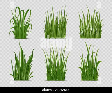 Herbe réaliste, champ vert ou plantes de pelouse, nature vectorielle. Touffes 3d isolées et grappes de jardin de printemps, cour arrière ou tapis d'herbe de prairie avec des feuilles vertes fraîches, des lames et des germes Illustration de Vecteur