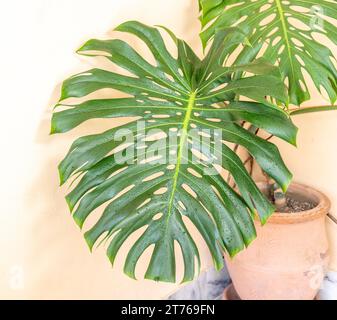 Monstera deliciosa ou gros plan de plantes tropicales à feuilles fendues Banque D'Images