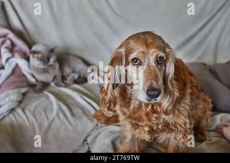 Chien et chat de race pure se trouvent l'un à côté de l'autre sur le canapé de la maison Banque D'Images