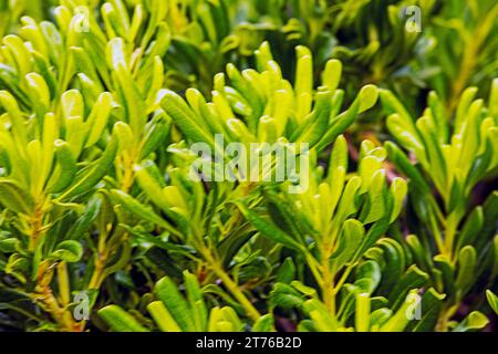 fond flou de feuilles de plantes vertes Banque D'Images