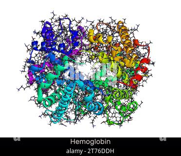 Hémoglobine hémoglobine, molécule Hb ou Hgb. C'est une protéine sanguine. Modèle moléculaire. Rendu 3D. Illustration Banque D'Images