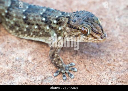 Un gros plan du gecko à bout épais de Turner (Chondrodactylus turneri) Banque D'Images