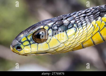 Un gros plan de Boomslang (Dispholidus typus), un serpent très venimeux d'Afrique du Sud Banque D'Images