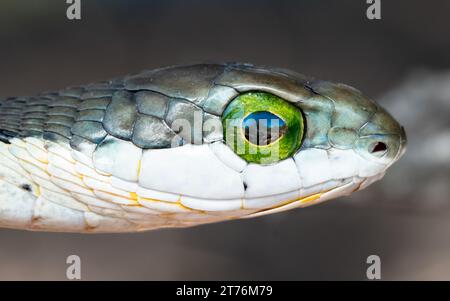 Un gros plan de Boomslang (Dispholidus typus), un serpent très venimeux d'Afrique du Sud Banque D'Images