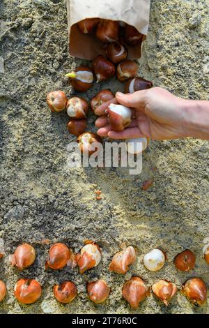 Planter des bulbes de tulipes dans un parterre de fleurs. Croissance des tulipes. Arrière-plan des emplois de jardinage d'automne. Banque D'Images