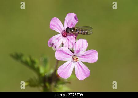 Gros plan l'aéroglisseur femelle Melangyna cincta synonyme Fagisyrphus cinctus, famille des Syrphidae. Sur une fleur d'herbe-Robert (Geranium robertianum), Banque D'Images