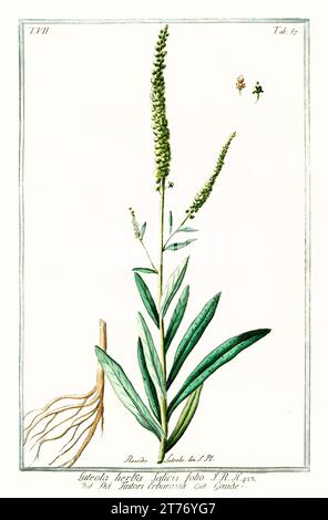 Vieille illustration de la fusée de Dyer (Reseda luteola). Par G. Bonelli sur Hortus Romanus, publ. N. Martelli, Rome, 1772 – 93 Banque D'Images