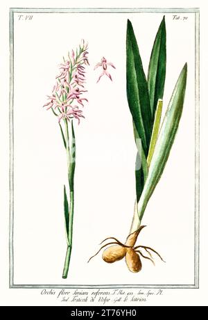 Ancienne illustration de l'orchidée violette précoce (Orchis mascula). Par G. Bonelli sur Hortus Romanus, publ. N. Martelli, Rome, 1772 – 93 Banque D'Images
